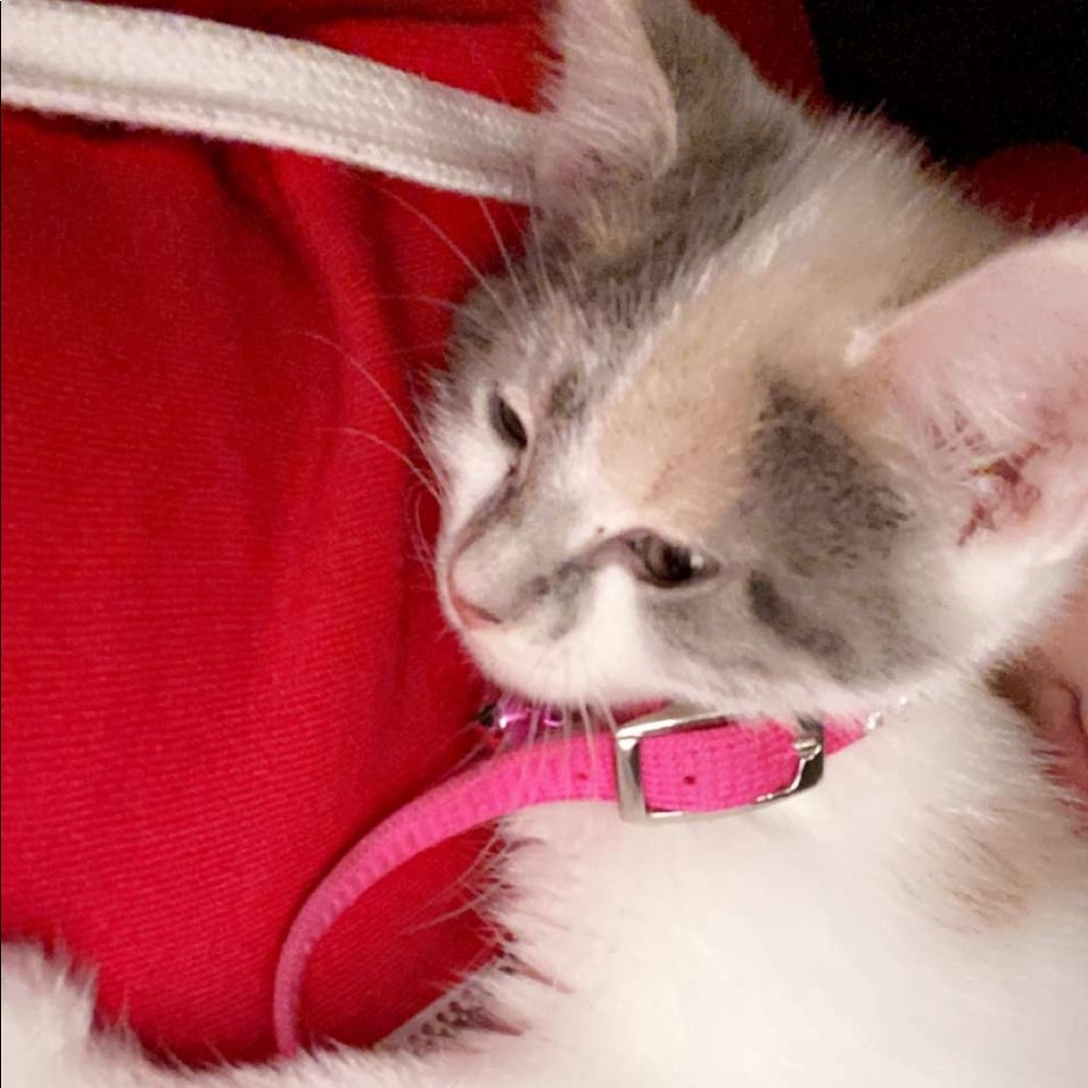 Meet your Posher, Diamond